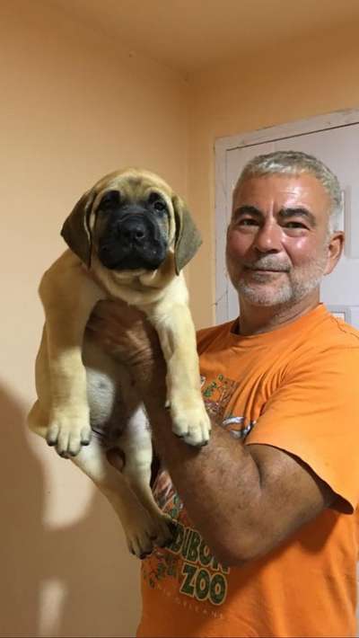 BRUTUS DE MISTOCAN