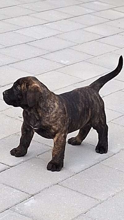 B-J'LO DARIA PRESA CANARIO