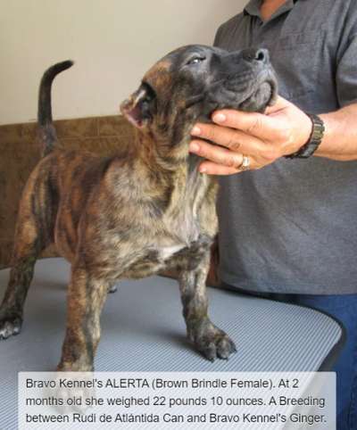 BRAVO KENNEL’S ALERTA