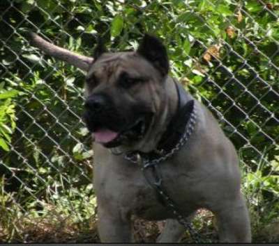ROSCOE