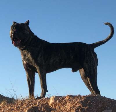 TORO DE CABEZA GRANDE