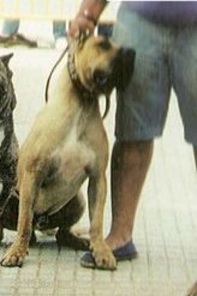 CANELO DE GODOY