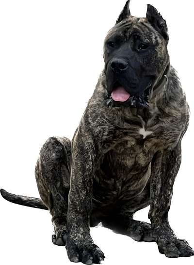BEASTMASTER'S TIBET