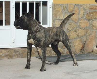 OSO DE LA DONACIO