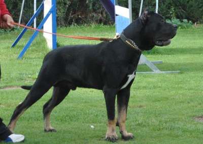 HANIBAL DE KING ZULU