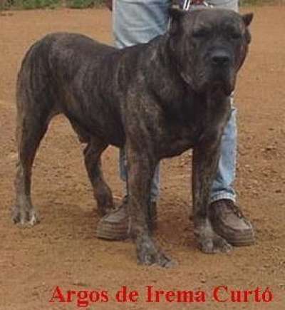 Argos de Irema Curtó