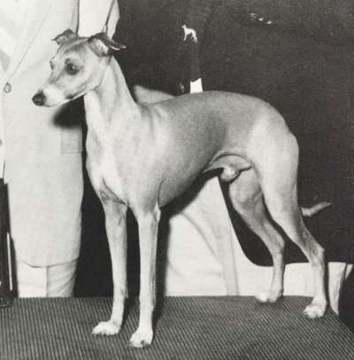 Coyan's Lacey Diamond Dust