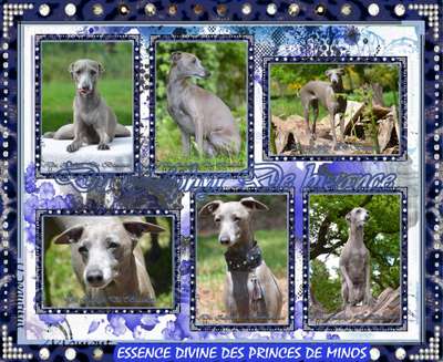 Essence Divine Des Princes De Minos