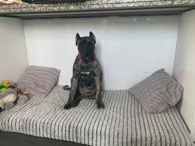ESTRELA PERRO LOCO DE HIERRO