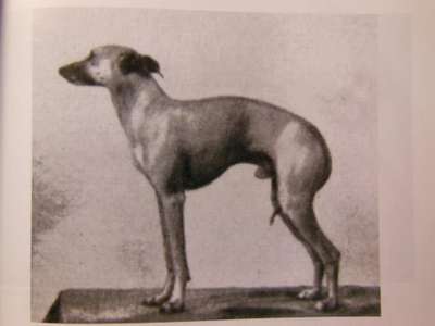 Dudolino Of Velletri