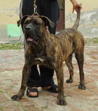 KIRA I DE CASA DEL PRESA