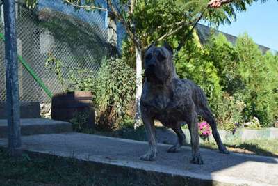 AGRESIA PERRO LOCO DE HIERRO
