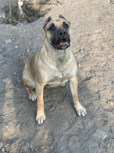 CLEOPATRA CHAJLLA PERRO DE PRESA