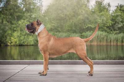 BOSS BULL CANARIO HONEY