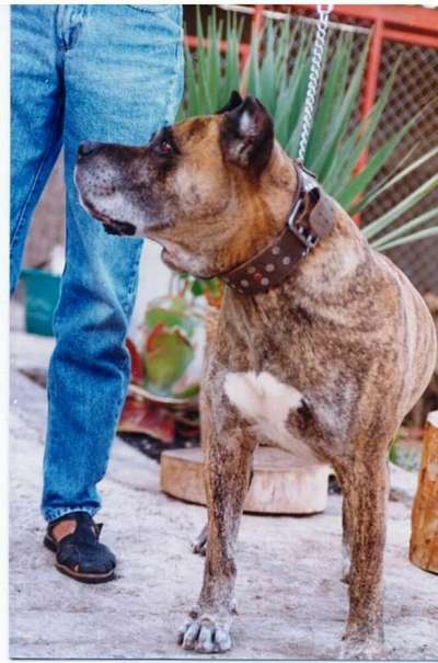 NERO (DE LOS CARDONES)