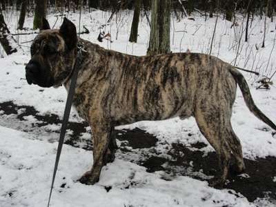 BOSS BULL CANARIO TITO