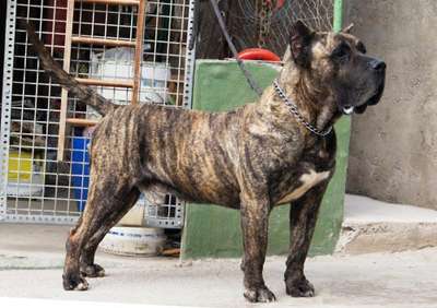 BRONCO DE LA JACHA (CROM)