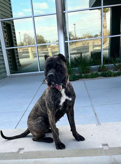 CHIQUITA DE PORT CITY PRESA CANARIO