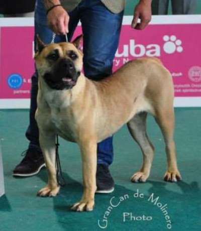 WALLENA BULLSARA DEL PEMBA (ZARA)