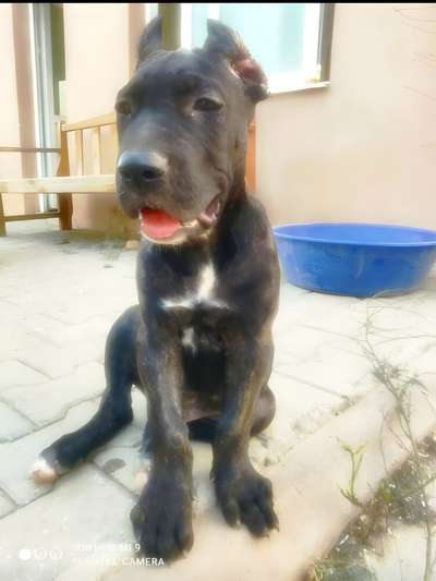 ENZO GLORY CANARIO KENNEL
