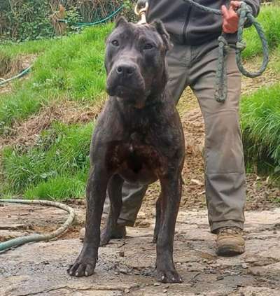KALA DE CANCERBEROS KENNEL