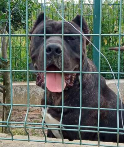 PANTERA DE CANCERBEROS KENNEL