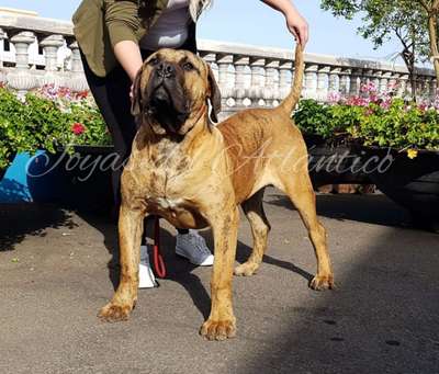 RAGNAR DE LAS JOYAS DEL ATLANTICO