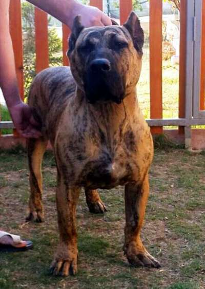 FANTOM DE IMPERIO PERROS TROYA