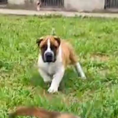 ANíBAL DE CARTEL PRESA CANARIO
