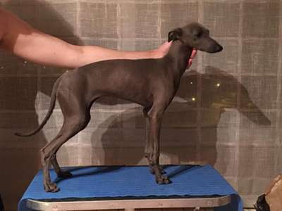 Blaylock Olympea