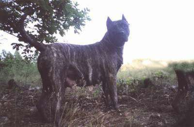 BETY (DE CANMUC)