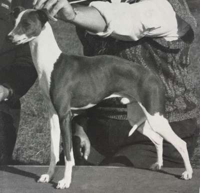 Dasa's Last Tango