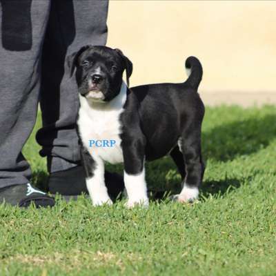 ARGENTO DE PCRP KENNEL