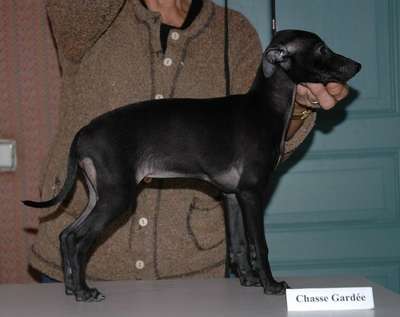 Chasse Gardée Du Merle Blanc