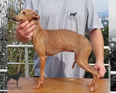 Pixie Von Nordsonne Do BR Reino