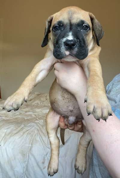 IGOR DE V:CANBULL