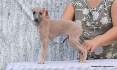 Canis Nobilitas Odry