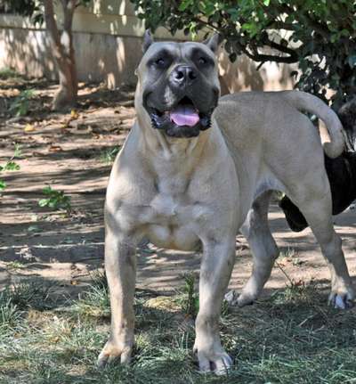VANILLA DE SPALATO BULL