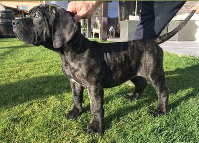 ARVA HERMOSO PERRO DE ZUMIS