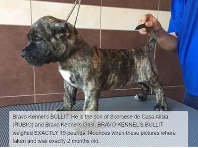 BRAVO KENNEL’S BULLIT
