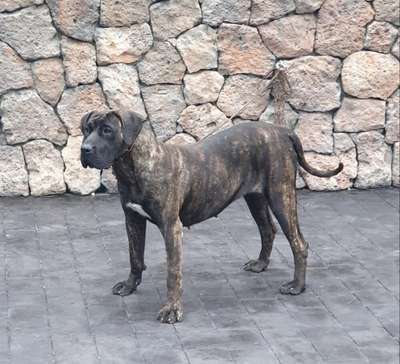 QUIMERA DE SAMCOR