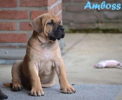 WEIHBULL'S AMBOSS