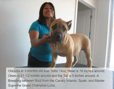 BRAVO KENNEL’S CHIQUITA