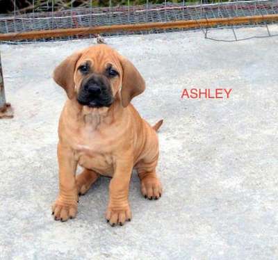 ASHLEY