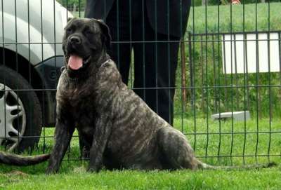 HOLLY DE LA HUELLA DEL PRESA CANARIO