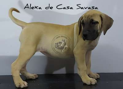 ALEXA DE CASA SAVASA