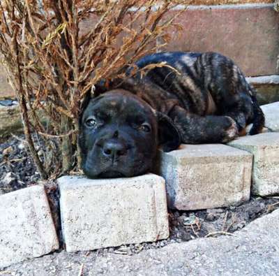 BRUHA BAD DOGZ CANARIO