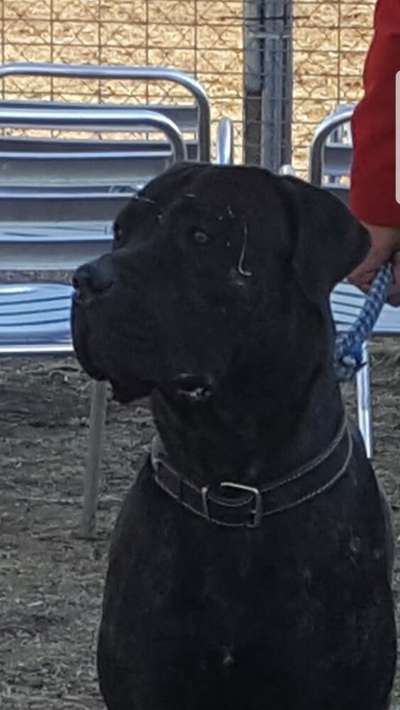 MANOLIN PERRO DE PRESA BECERRIL