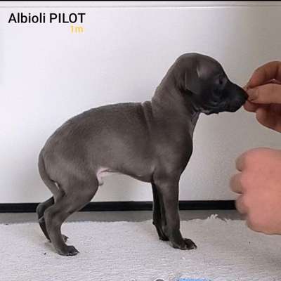 Albioli Pilot