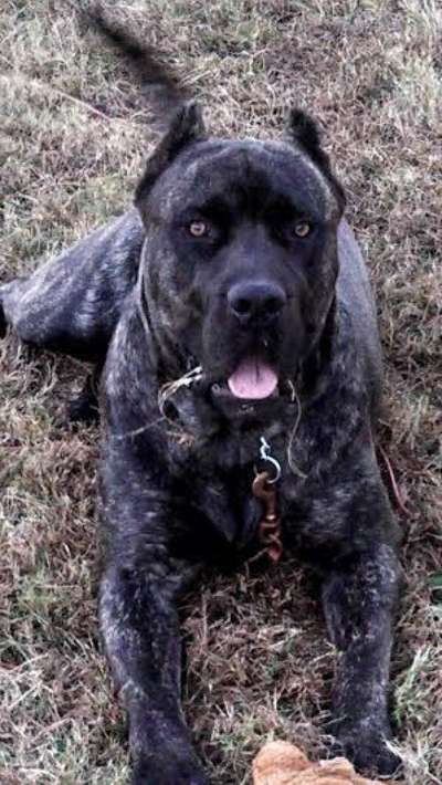 D&C IRONBRED MAXIMUS